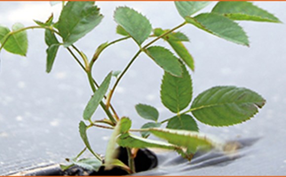 Cultivation of rosehip